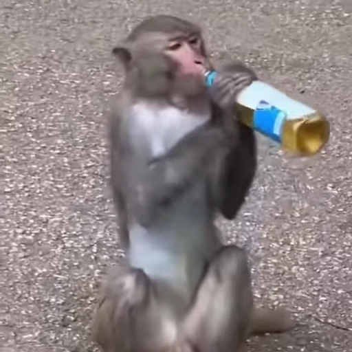 🍻 Стикер «Funny Monkeys» для Telegram