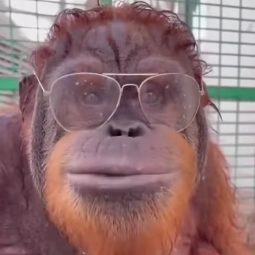Стикерпак Funny Monkeys для Telegram