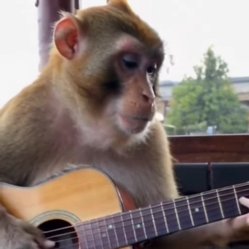 🎸 Стикер «Funny Monkeys» для Telegram