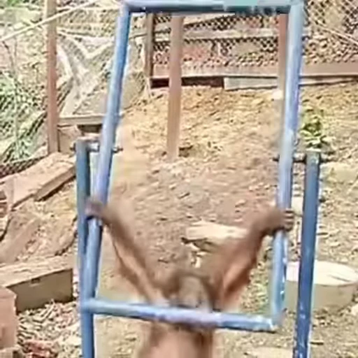 😨 Стикер «Funny Monkeys» для Telegram