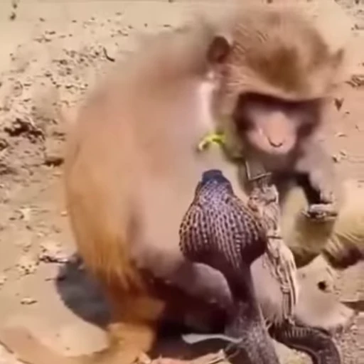🐍 Стикер «Funny Monkeys» для Telegram