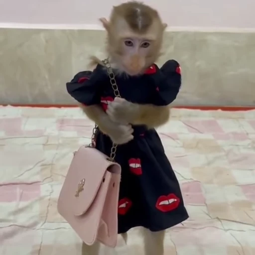 👄 Стикер «Funny Monkeys» для Telegram