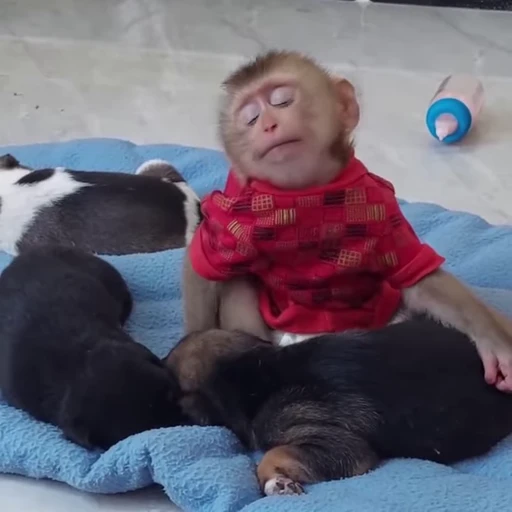 😴 Стикер «Funny Monkeys» для Telegram