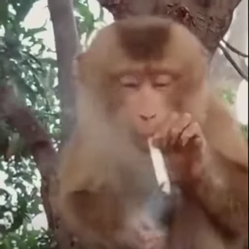 🚬 Стикер «Funny Monkeys» для Telegram