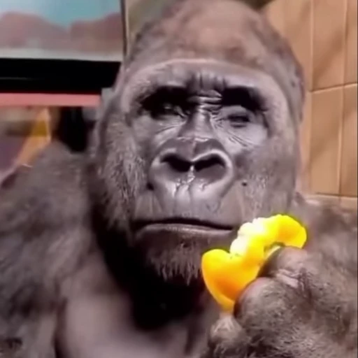 😱 Стикер «Funny Monkeys» для Telegram