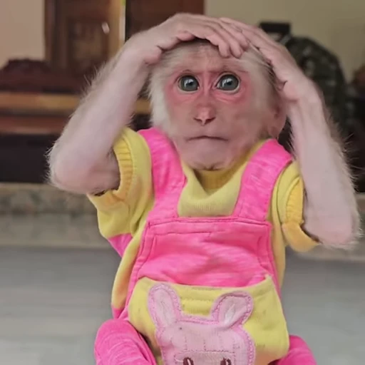 😦 Стикер «Funny Monkeys» для Telegram