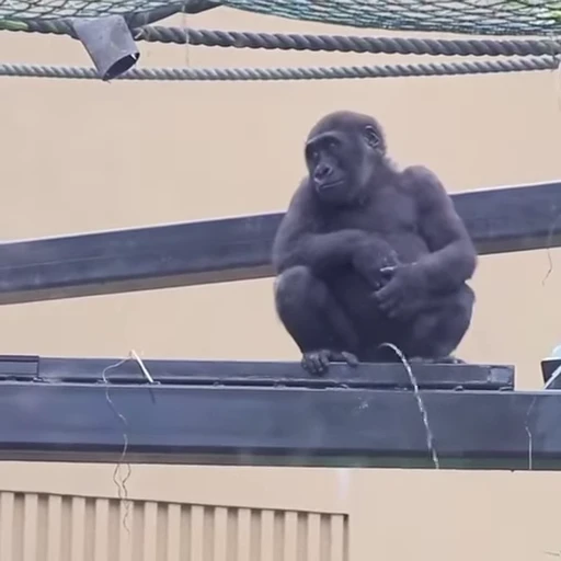 🖕 Стикер «Funny Monkeys» для Telegram