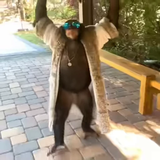 🤩 Стикер «Funny Monkeys» для Telegram