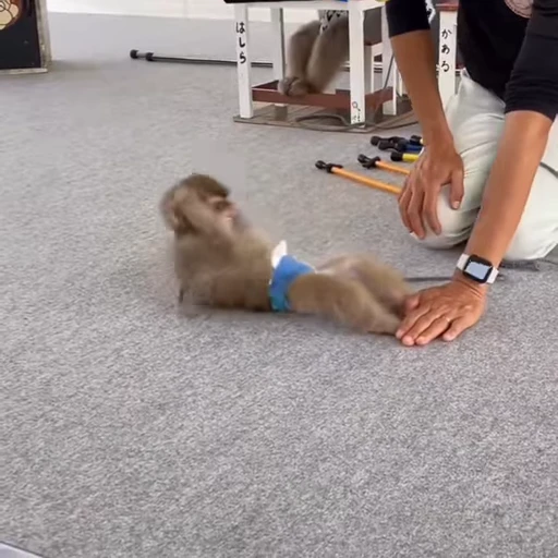 🏋️ Стикер «Funny Monkeys» для Telegram