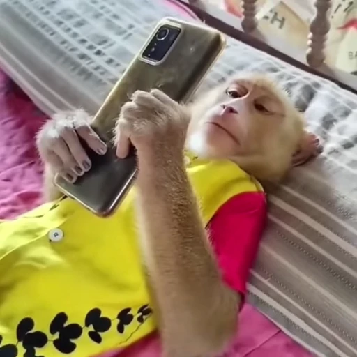 📱 Стикер «Funny Monkeys» для Telegram