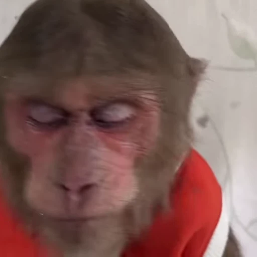 😢 Стикер «Funny Monkeys» для Telegram