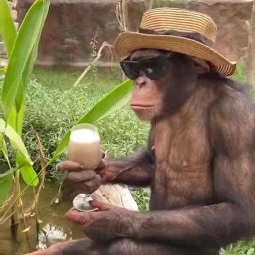 🏖 Стикер «Funny Monkeys» для Telegram