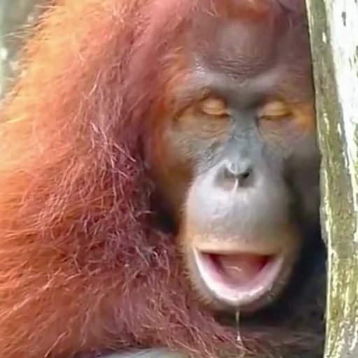 😴 Стикер «Funny Monkeys» для Telegram