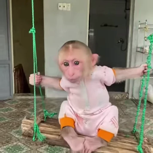 🎢 Стикер «Funny Monkeys» для Telegram