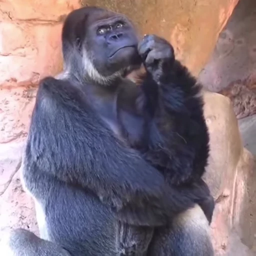 🤔 Стикер «Funny Monkeys» для Telegram