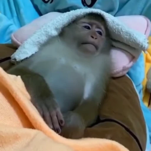 🤧 Стикер «Funny Monkeys» для Telegram