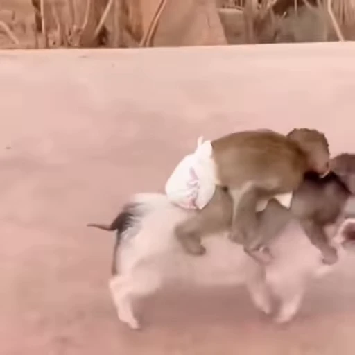 🐗 Стикер «Funny Monkeys» для Telegram