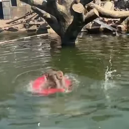 🏊 Стикер «Funny Monkeys» для Telegram