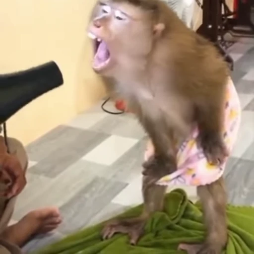 🌪 Стикер «Funny Monkeys» для Telegram