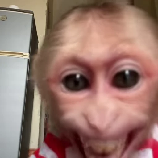 🙉 Стикер «Funny Monkeys» для Telegram