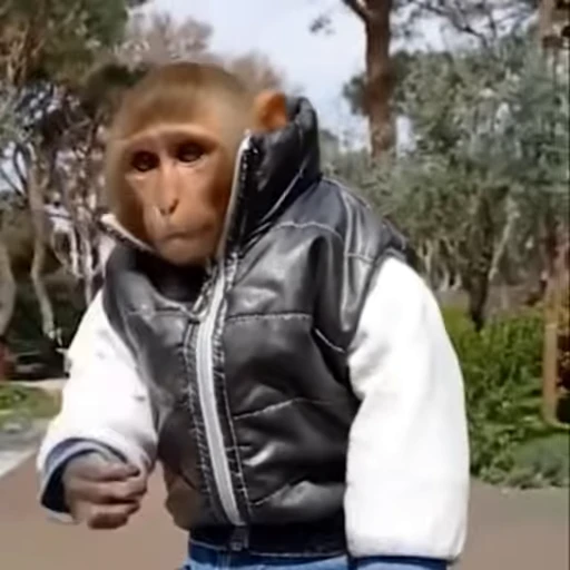 🕶 Стикер «Funny Monkeys» для Telegram