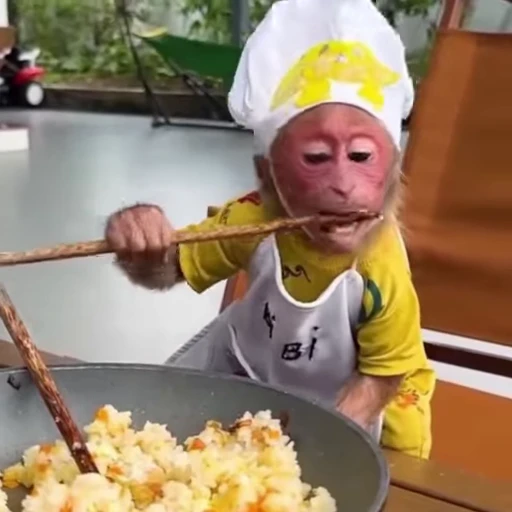 🧑‍🍳 Стикер «Funny Monkeys» для Telegram