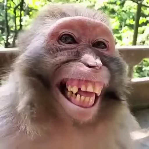 😄 Стикер «Funny Monkeys» для Telegram