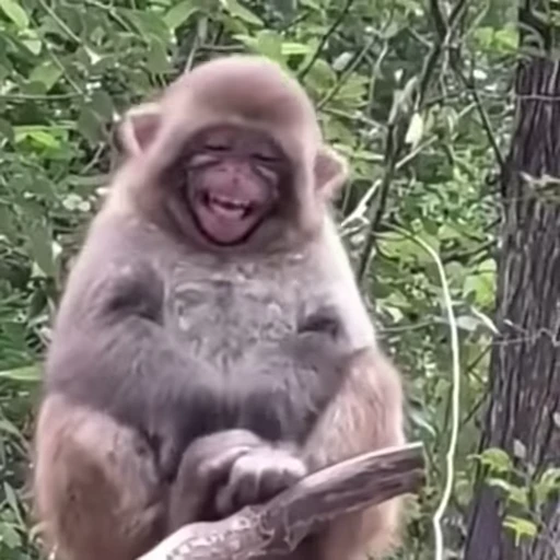 😀 Стикер «Funny Monkeys» для Telegram