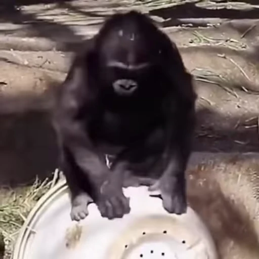 🥴 Стикер «Funny Monkeys» для Telegram
