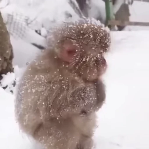 🥶 Стикер «Funny Monkeys» для Telegram