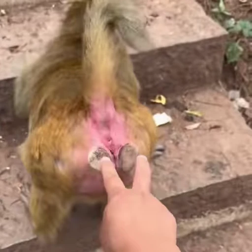 🤭 Стикер «Funny Monkeys» для Telegram