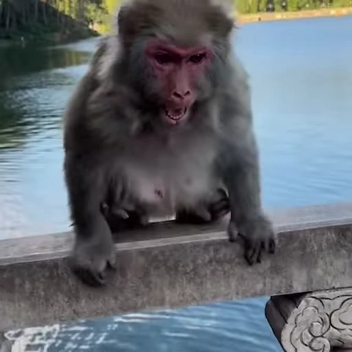 😡 Стикер «Funny Monkeys» для Telegram