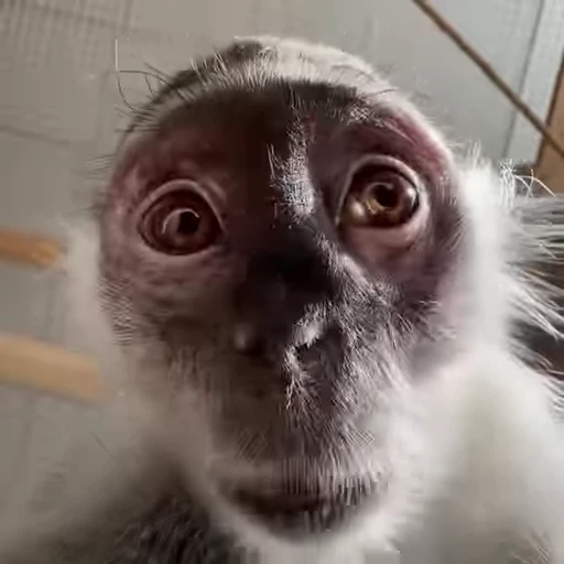 🐵 Стикер «Funny Monkeys» для Telegram