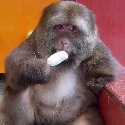 🍦 Стикер «Funny Monkeys» для Telegram