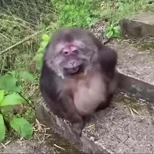 😊 Стикер «Funny Monkeys» для Telegram