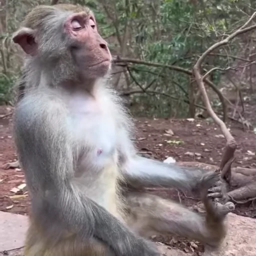 🧘 Стикер «Funny Monkeys» для Telegram