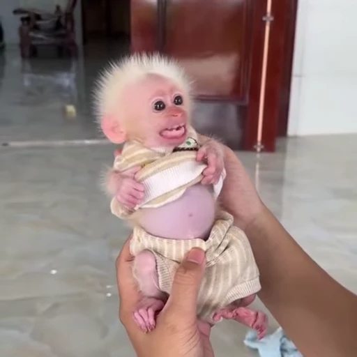 🤬 Стикер «Funny Monkeys» для Telegram