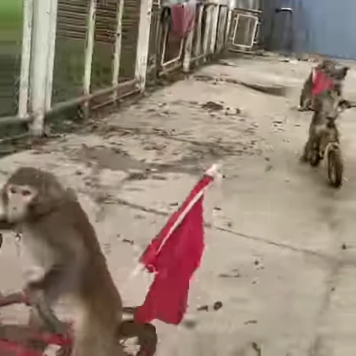 🚲 Стикер «Funny Monkeys» для Telegram
