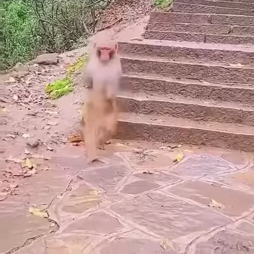 🏃 Стикер «Funny Monkeys» для Telegram