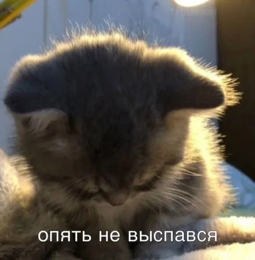 😔 Стикер «fusywkl» для Telegram