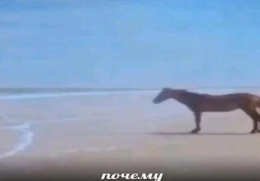 🐴 Стикер «fusywkl» для Telegram
