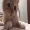 Стикер 44 Cats #animals #cat #meme #cute