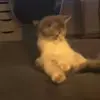 Стикер 30 Cats #animals #cat #meme #cute