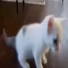 Стикер 27 Cats #animals #cat #meme #cute