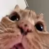 Стикер 43 Cats #animals #cat #meme #cute