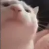 Стикер 12 Cats #animals #cat #meme #cute