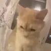 Стикер 23 Cats #animals #cat #meme #cute