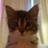 Стикер 22 Cats #animals #cat #meme #cute