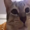Стикер 26 Cats #animals #cat #meme #cute