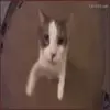 Стикер 13 Cats #animals #cat #meme #cute
